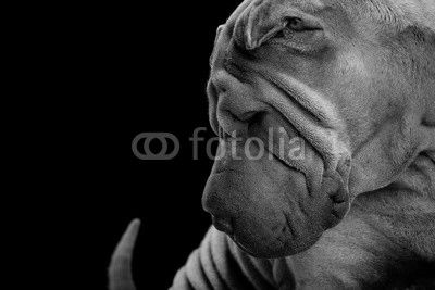 shar-pei posiert im studio