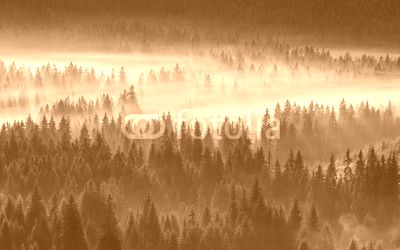 coniferous forest in foggy mountains