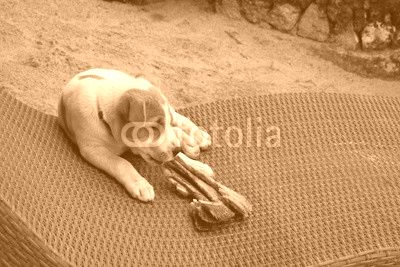 Little dog is sitting on sunchair eating a gill