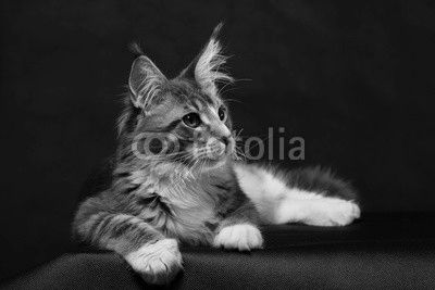 Kitten of Maine coon