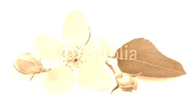 Apple Flowers