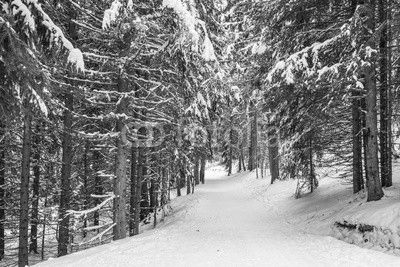 Winter Footpath