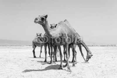 Camels at the beach of Salalah, Dhofar, Sultanate of Oman