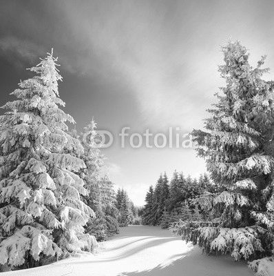 Magie im Winterwald - bestes Winterwetter