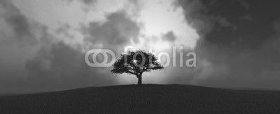 sunset and tree