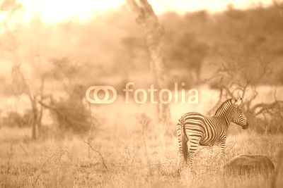 Zebra in the kruger national park