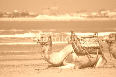 Cammelli in Morocco