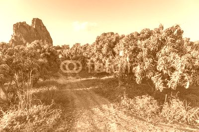 Mango Farm