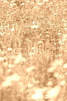 flower meadow