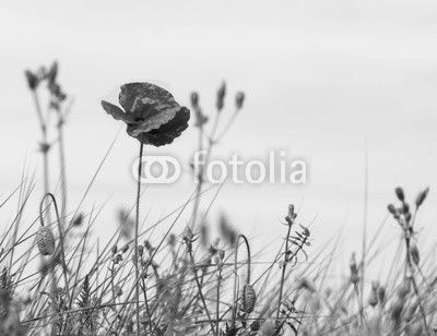 Coquelicot en couleur sur fond noir et blanc