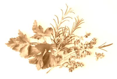 fresh green spices on white background