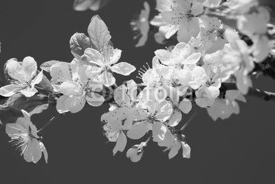 Apple flowers
