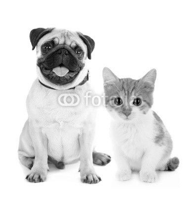 Funny pug dog and little red kitten isolated on white