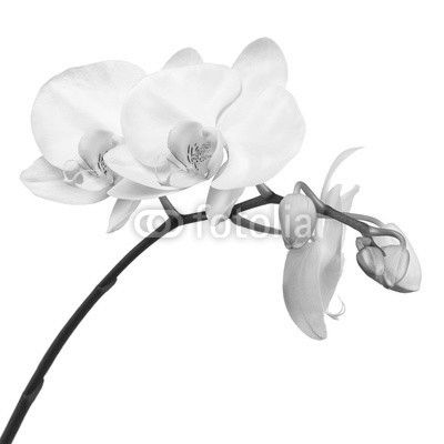 Three day old white orchid isolated on white background.