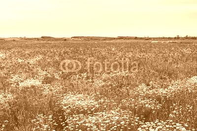 Landscape with poppies and chamomile-6