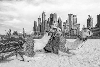 Camel in Dubai Marina
