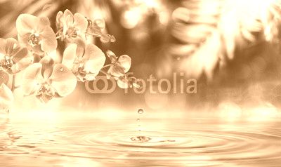 orchid in zen garden with droplet on pond