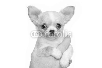Chihuahua puppy