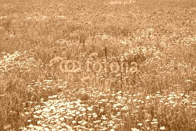Landscape with poppies and chamomile-13