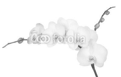 white orchid isolated on white background
