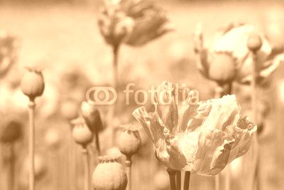 Mohnblumenfeld