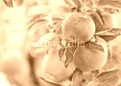 Apple tree