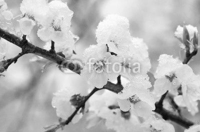 Flowers apricot tree in spring covered last snow
