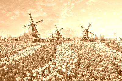 Landscape with tulips in Zaanse Schans, Netherlands, Europe