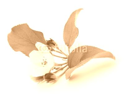 Apple flowers with leaves.