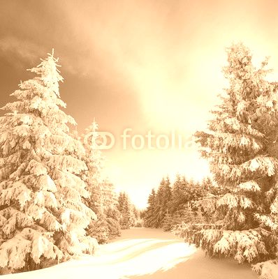 Magie im Winterwald - bestes Winterwetter