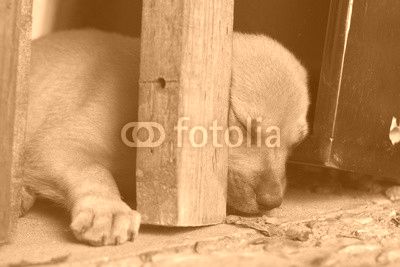 Puppie sleeping
