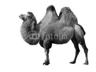 Bactrian camel