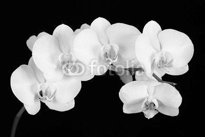 The branch of white orchid on a black background