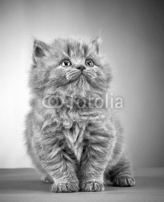 british long hair kitten