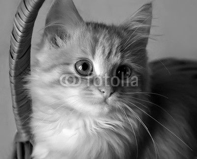 Kitten in a basket