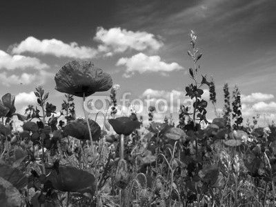 Summer wildflowers and clouds