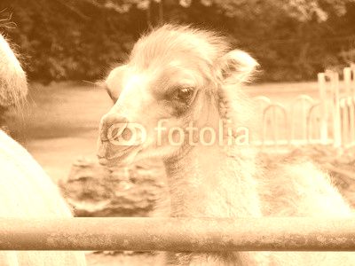  Camels family - mom, dad and baby are having lunch in the fresh summer air at the zoo of Erfurt. Small camel is very cute and funny.