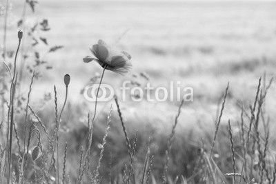 Poppy in the field at dawn