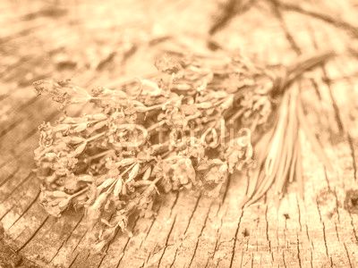 Bunch of lavandula or lavender flowers on the old wooden table.
