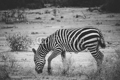 Zebra grazing alone in the Tsavo East National Park