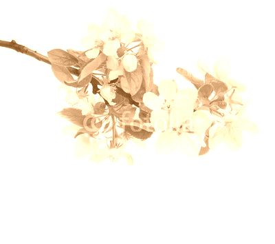 Blossoming apple tree branch isolated on white background.