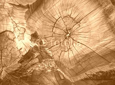 bois matière texture tronc tranche fendu arbre noeud bûcheron