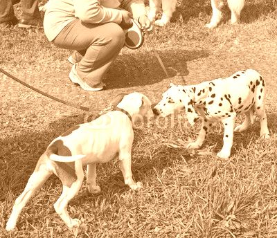Young puppies making friends