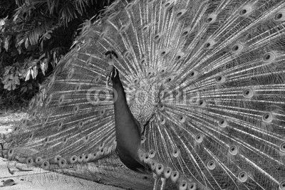 Portrait of beautiful peacock showing it feathers