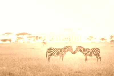 Zebra Love in the Serengeti