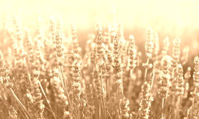 Lavender flowers