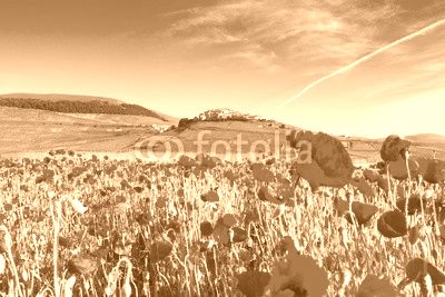 Campo di papaveri, paesaggio