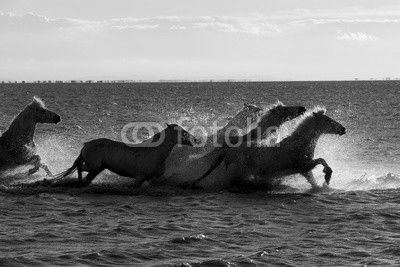 White horses of Camargue France