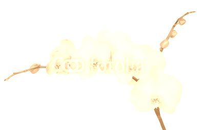white orchid isolated on white background