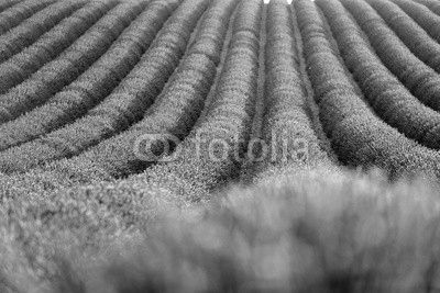 Lavender field during sunrise
